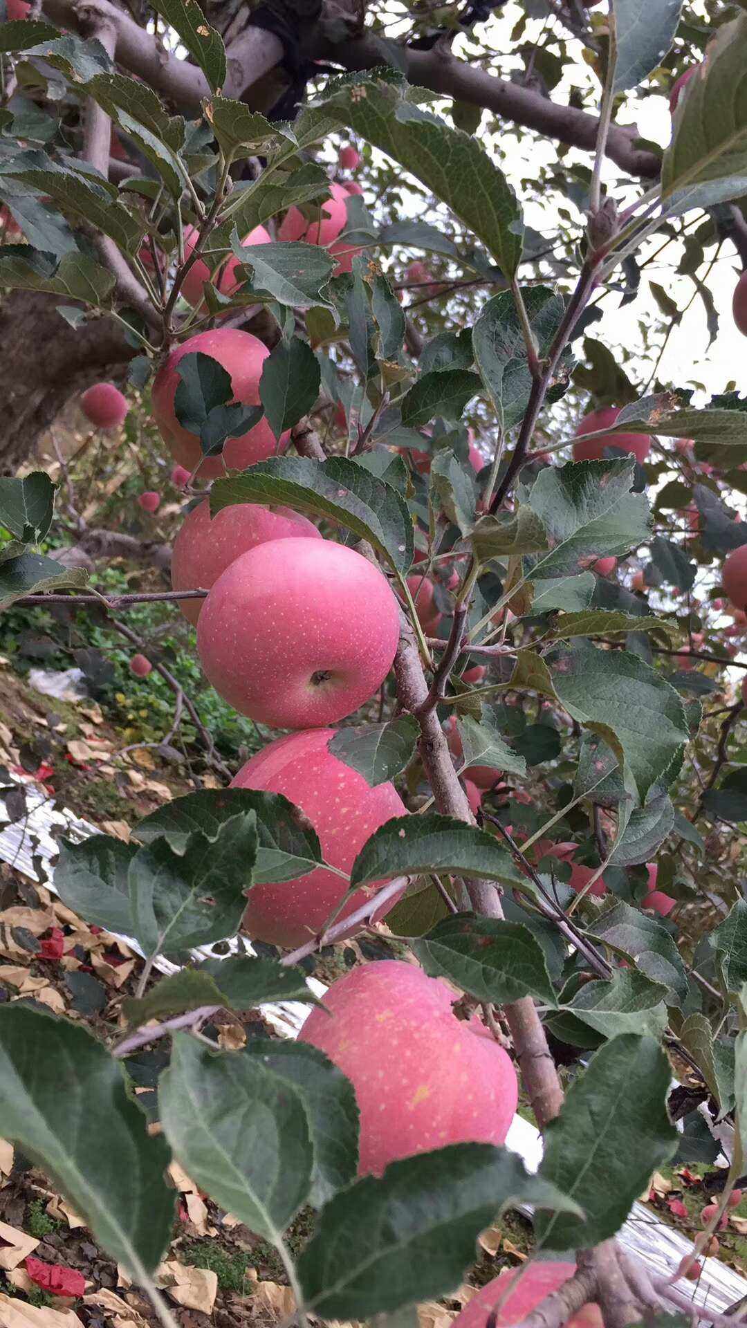旬邑苹果版下载延安苹果电脑版下载